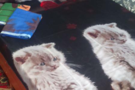 Сдам жилье с посуточной оплатой